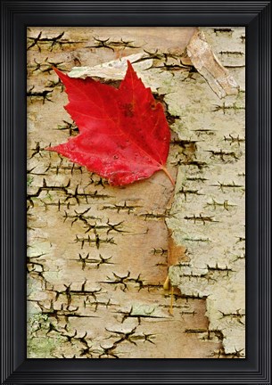 Framed Red maple flora, White Mountain Forest, New Hampshire Print