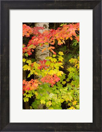 Framed Autumn color, White Mountain Forest, New Hampshire Print