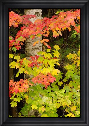Framed Autumn color, White Mountain Forest, New Hampshire Print
