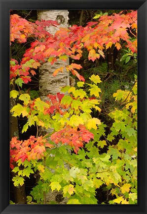 Framed Autumn color, White Mountain Forest, New Hampshire Print