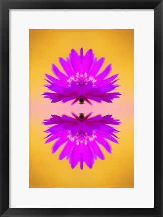 Framed Aster flower in autumn, New Hampshire Print