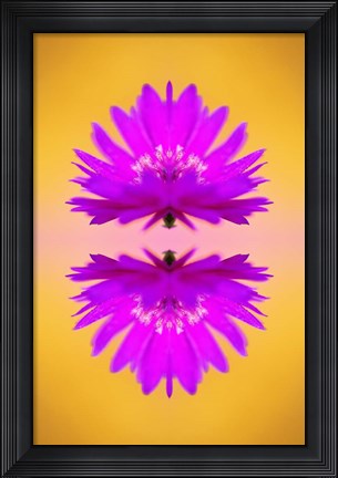 Framed Aster flower in autumn, New Hampshire Print