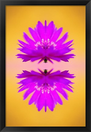 Framed Aster flower in autumn, New Hampshire Print