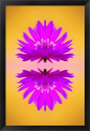 Framed Aster flower in autumn, New Hampshire Print