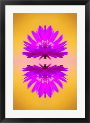 Framed Aster flower in autumn, New Hampshire Print