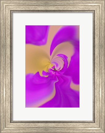 Framed Aster flower, New Hampshire Print