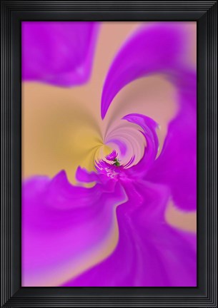 Framed Aster flower, New Hampshire Print