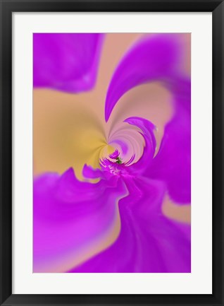 Framed Aster flower, New Hampshire Print