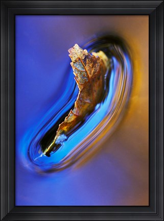 Framed Fall Leaf in Stream, New Hampshire Print