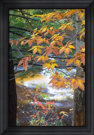 Framed Stream and Fall Foliage, New Hampshire Print