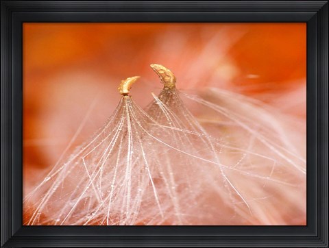 Framed Seedheads Dancing, New Hampshire Print