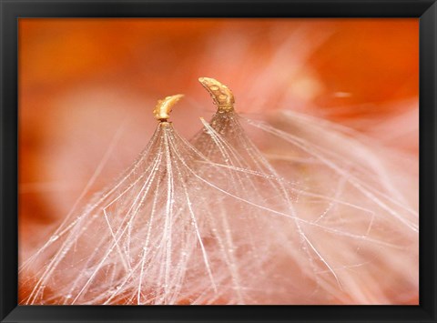 Framed Seedheads Dancing, New Hampshire Print