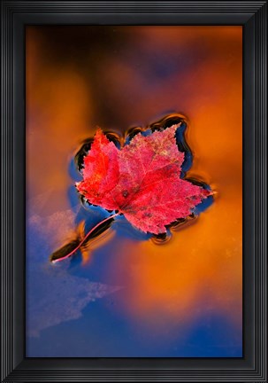Framed Maple Leaf in Fall Reflections, White Mountains, New Hampshire Print