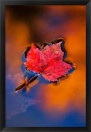 Framed Maple Leaf in Fall Reflections, White Mountains, New Hampshire Print