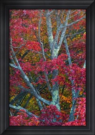 Framed Franconia Notch State Park, White Mountains, New Hampshire Print