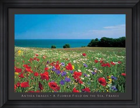 Framed Flower Field on the Sea, France Print