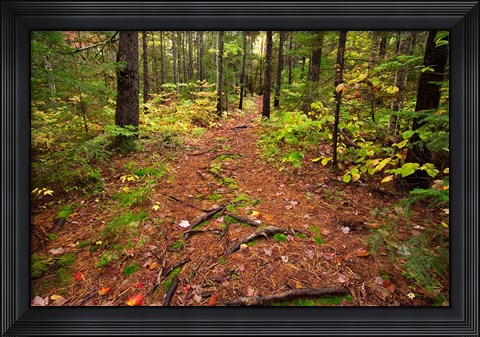 Framed New Hampshire, White Mountains, Forest Path Print