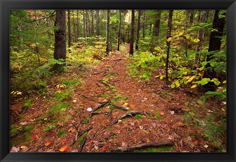 Framed New Hampshire, White Mountains, Forest Path Print