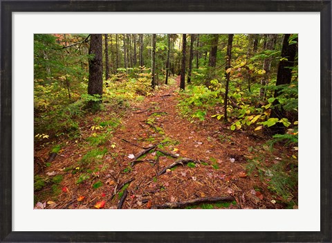 Framed New Hampshire, White Mountains, Forest Path Print