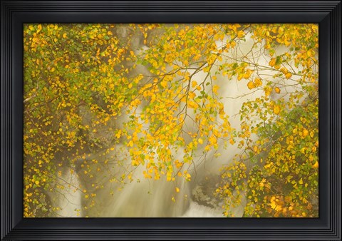 Framed New Hampshire; Lincoln; Franconia Notch flora Print