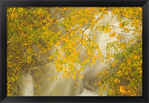 Framed New Hampshire; Lincoln; Franconia Notch flora Print