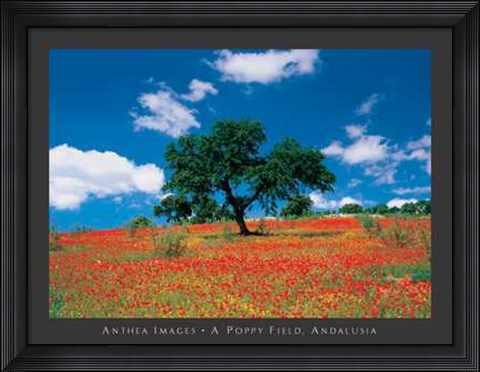 Framed Poppy Field, Andalusia Print