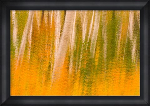 Framed Autumn in White Mountain National Forest, New Hampshire Print