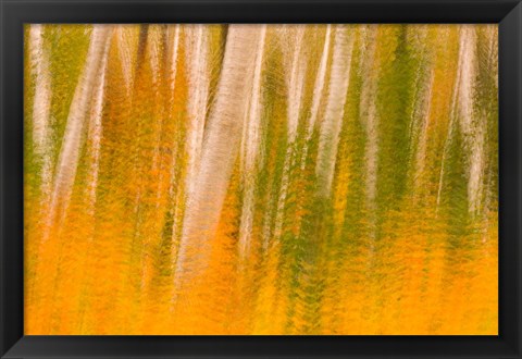 Framed Autumn in White Mountain National Forest, New Hampshire Print