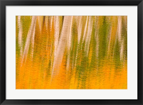 Framed Autumn in White Mountain National Forest, New Hampshire Print