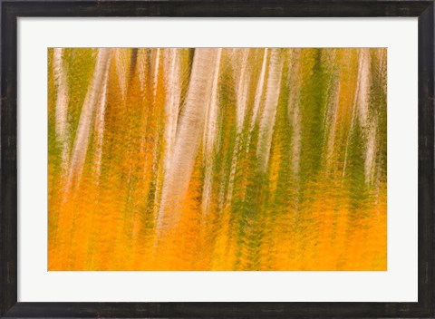 Framed Autumn in White Mountain National Forest, New Hampshire Print