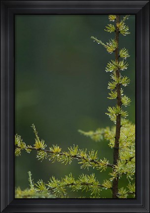 Framed Tamarack Tree Branch and Needles, White Mountain National Forest, New Hampshire Print