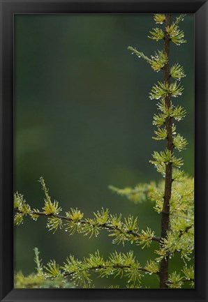 Framed Tamarack Tree Branch and Needles, White Mountain National Forest, New Hampshire Print