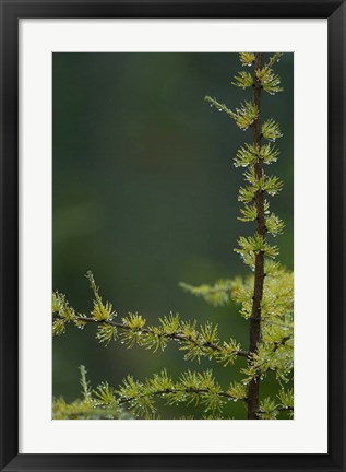 Framed Tamarack Tree Branch and Needles, White Mountain National Forest, New Hampshire Print