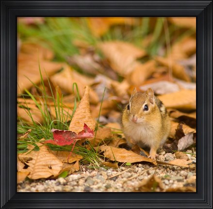 Framed Franconia Notch State Park, Lincoln, New Hampshire Print