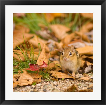 Framed Franconia Notch State Park, Lincoln, New Hampshire Print