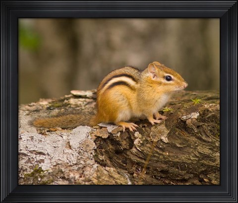 Framed New Hampshire; Lincoln; Franconia Notch SP, Chipmunk Print