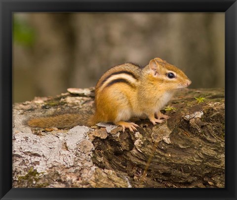 Framed New Hampshire; Lincoln; Franconia Notch SP, Chipmunk Print