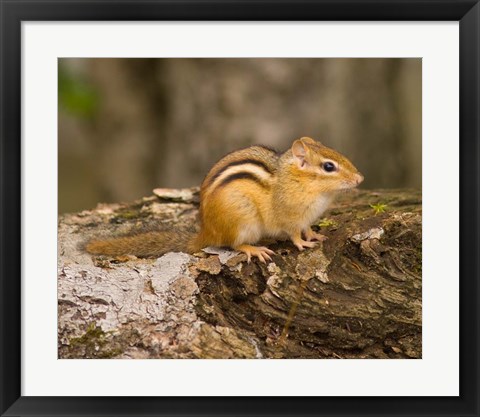 Framed New Hampshire; Lincoln; Franconia Notch SP, Chipmunk Print