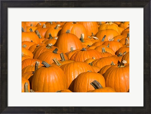 Framed Pumpkins in Concord, New Hampshire Print