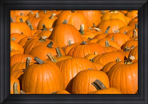 Framed Pumpkins in Concord, New Hampshire Print