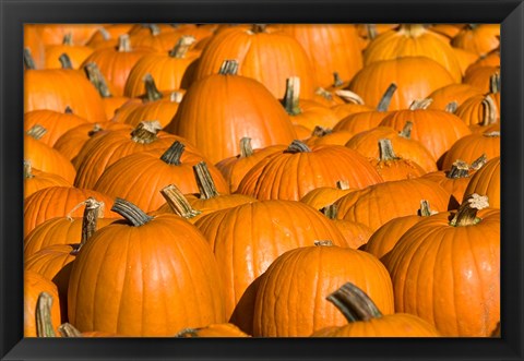 Framed Pumpkins in Concord, New Hampshire Print