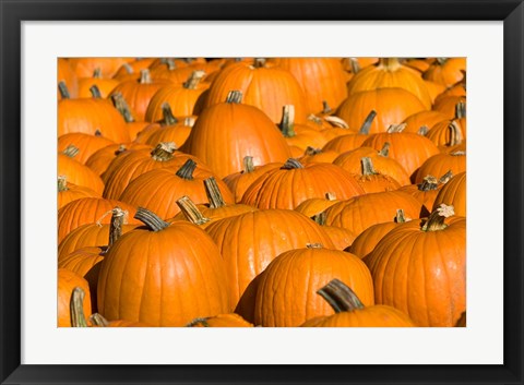 Framed Pumpkins in Concord, New Hampshire Print