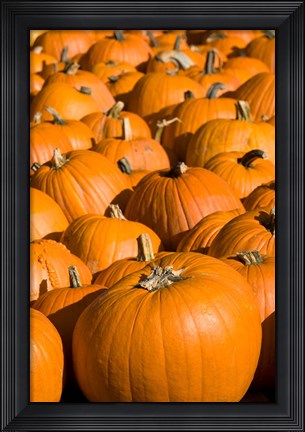 Framed Pumpkins in the city of Concord, New Hampshire Print