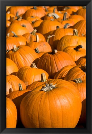 Framed Pumpkins in the city of Concord, New Hampshire Print