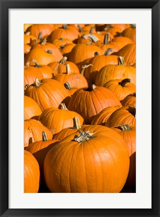 Framed Pumpkins in the city of Concord, New Hampshire Print