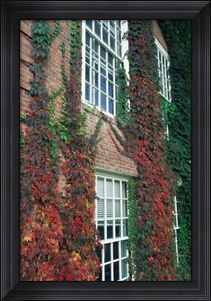 Framed Hanover Ivy on Dartmouth College Building, New Hampshire Print