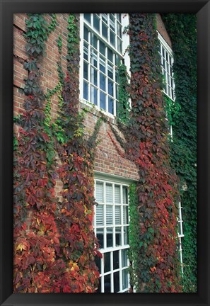 Framed Hanover Ivy on Dartmouth College Building, New Hampshire Print