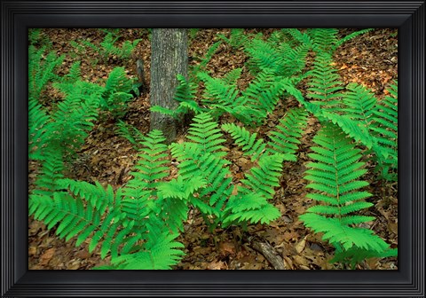 Framed Ferns Next to Woodman Brook, Tributary of the Lamprey River, New Hampshire Print