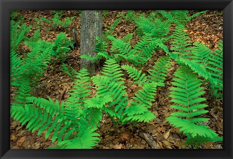 Framed Ferns Next to Woodman Brook, Tributary of the Lamprey River, New Hampshire Print