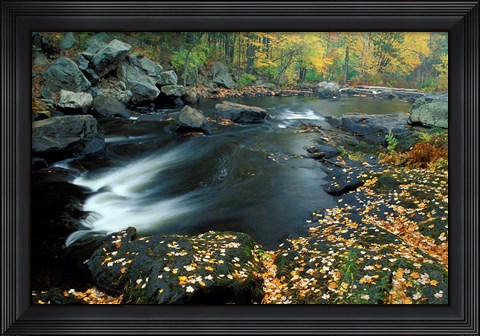 Framed Autumn Leaves at Packers Falls on the Lamprey River, New Hampshire Print